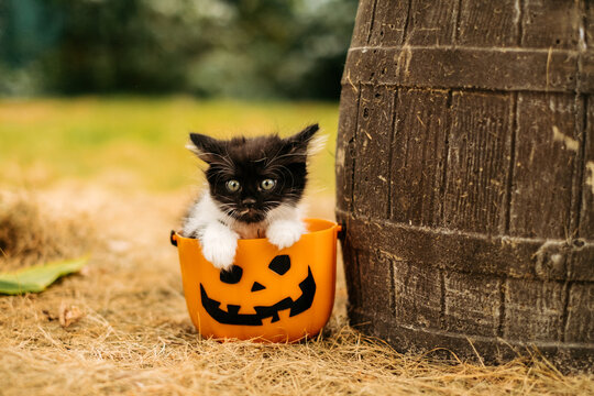 Cute black and white kitten sitting inside orange pumpkin bucket near wooden barrel outdoors for halloween holiday concept.