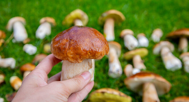 A large white mushroom in a hand against a background of green grass and mushrooms