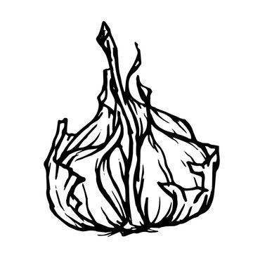 Decorative sketch of a garlic bulb. Vector graphics.