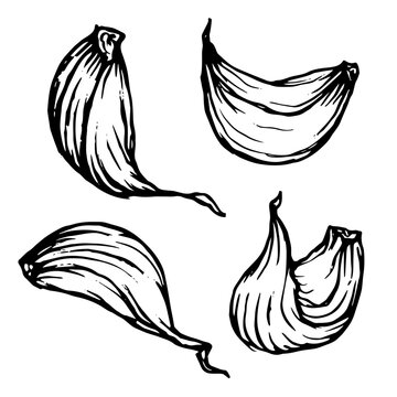 Decorative sketch of a garlic bulb. Vector graphics.