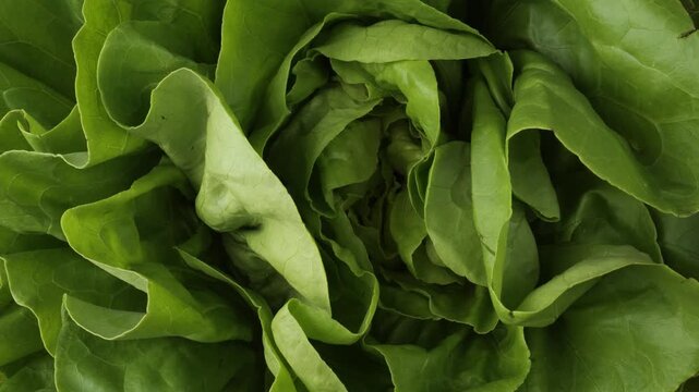 Fresh green butter lettuce salad rotating