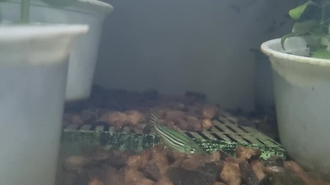 Small zebra danio fish swimming in a home aquarium with gravel and aquatic plants