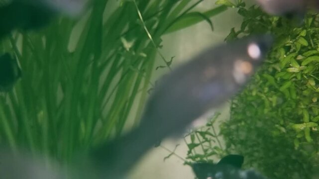 Black molly fish swimming in a freshwater aquarium with green aquatic plants
