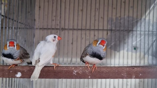 Three colorful zebra finch birds perched inside a metal wire breeding cage