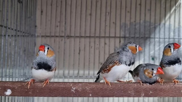 Two colorful zebra finch birds perched together on wooden stick in cage pet