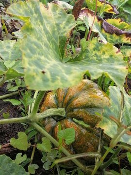 early morning squash harvest