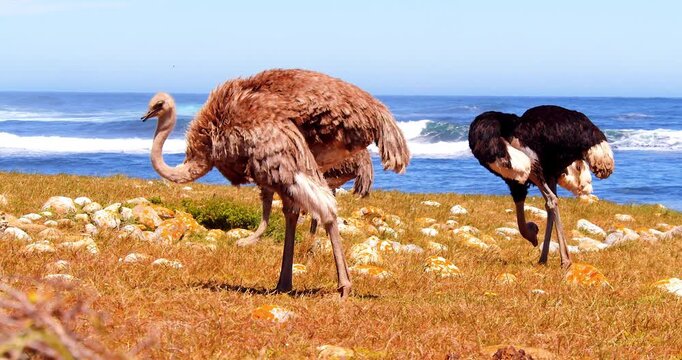 Three common ostriches on the pebble beach of Cape of Good Hope Nature Reserve in Cape Peninsula National Park, South Africa. 
