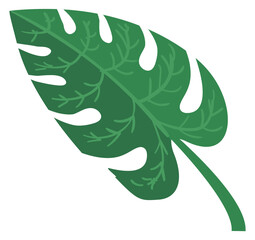 Monstera leaf. Jungle forest foliage. Botany icon © vectortatu