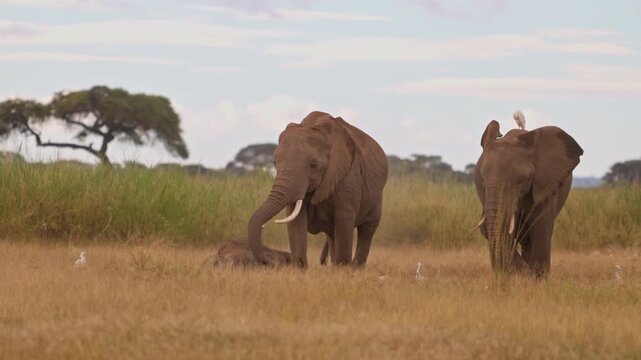 African elephants walking across the open plains of Amboseli National Park, Kenya, surrounded by the characteristic landscape of East African savanna.