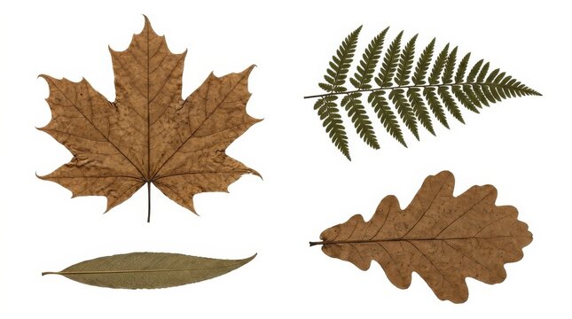 Four types of autumn leaves illustration