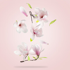 Beautiful magnolia flowers and leaves falling against pastel pink background © New Africa