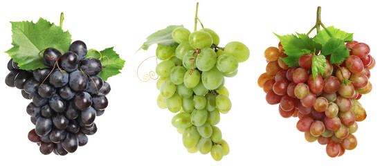 Obraz premium Bunches of different grapes isolated on white, set