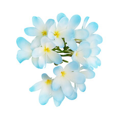 Blue plumeria flowers isolated on white. Tropical plant © New Africa