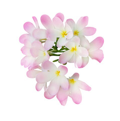 Pink plumeria flowers isolated on white. Tropical plant © New Africa