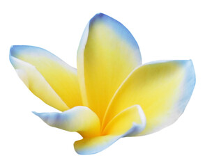 Blue plumeria flower isolated on white. Tropical plant © New Africa