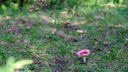 Forest clearing with edible mushrooms in Sverdlovsk region, Ural, Russia © Olga Bryukhova