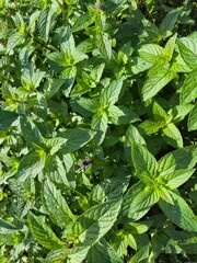 Fresh green mint herb leaves growing densely in organic garden © Оксана Жемеренко