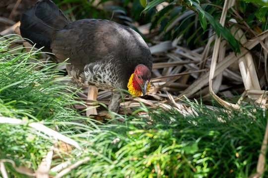 Australian brush-turkey (Alectura lathami), also known as the bush turkey or scrub turkey