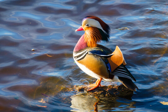 Male mandarin duck standing on a stone in water on a sunny autumn day. Vivid breeding plumage in full view, detailed close-up shot