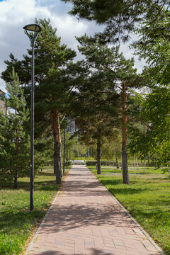 Straight pathway leading through pine trees in green summer park. Nature and travel concept. Real Photo