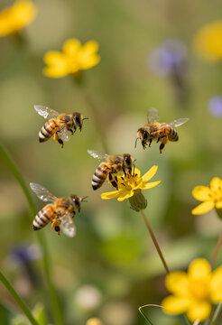 Pollination and biodiversity, honey bees flying around yellow wildflowers in a spring meadow for environmental conservation and ecosystem health