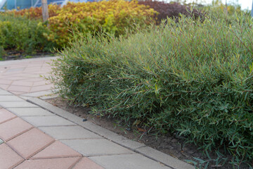 Fototapeta premium Green creeping shrub growing along paved stone walkway edge in public park. Landscape design. Real Photo