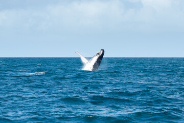 Humpback whale breaches the ocean surface near a calm sea under a bright sky © nikopacheco