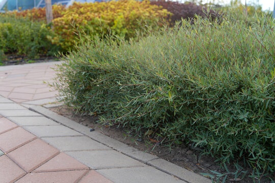 Green creeping shrub growing along paved stone walkway edge in public park. Landscape design. Real Photo