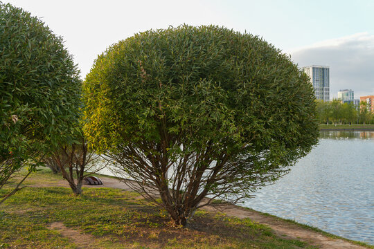 Round shaped green bush growing on grass near water lake in public park. Landscape design. Real Photo