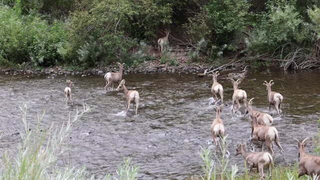 Herd of bighorn sheep ewes with lambs crossing a river.