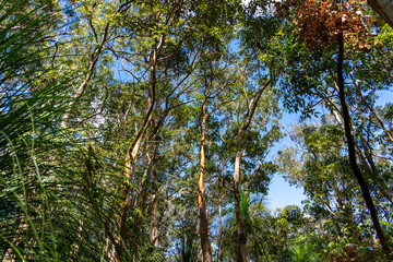 Natural rainforest vegetation in D'Aguilar National Park © Brian Scantlebury