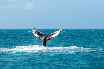 Humpback whale tail breaches water in the ocean during sunny weather © nikopacheco
