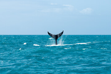 Humpback whale tail emerging from ocean waters in bright blue sea during day © nikopacheco
