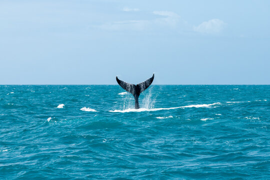 Humpback whale tail emerging from ocean waters in bright blue sea during day