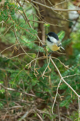 Black-capped chickadee songbird perched on a pine branch in a forest. © Lisa