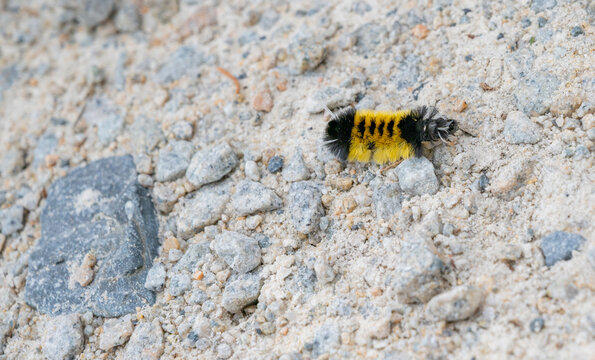 A vibrant yellow and black fuzzy Moth caterpillar crawls across a gravelly, sandy hiking trail.