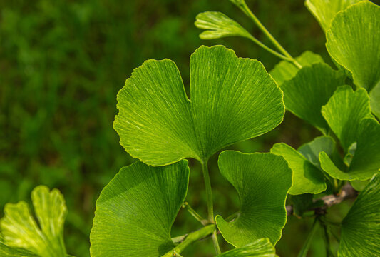 Close up vibrant green Ginkgo biloba leaves, fan-shaped foliage with detailed veins and natural forest background, botanical wellness and autumn nature concept.