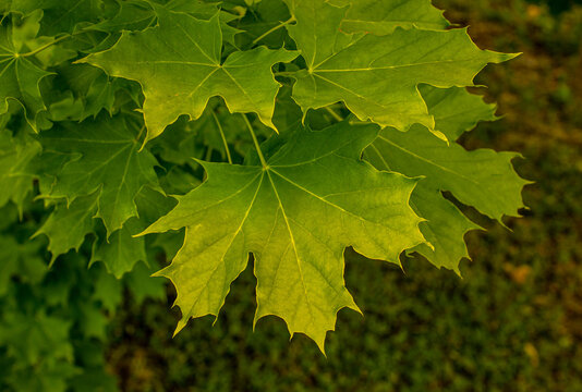 Fresh green maple leaves in close up view outdoors during sunny autumn day for nature background and environmental concept banner