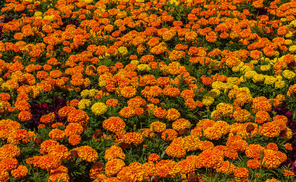 Orange marigold flowers tagetes background for Dia de los Muertos Day of the Dead Mexican holiday tradition and altar decoration banner