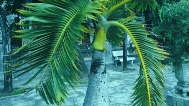 Young lush green leaves of the coconut palm tree spread out like a fan in the garden of Long Son Pagoda in Nha Trang, Vietnam
