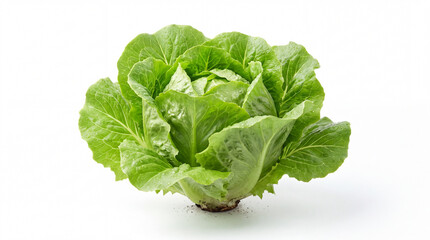 Obraz premium Fresh green lettuce on white.