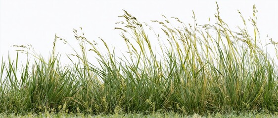 Obraz premium Dense patch of wild meadow grass and seed-head stalks against white background