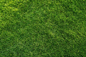 Fototapeta premium The Grass Closeup on a Lush Green Lawn Texture in Bright Light