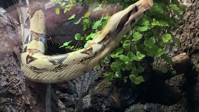 Boa constrictor snake on tree branch, Central and South America reptile, zoology, animal life observation and research.
