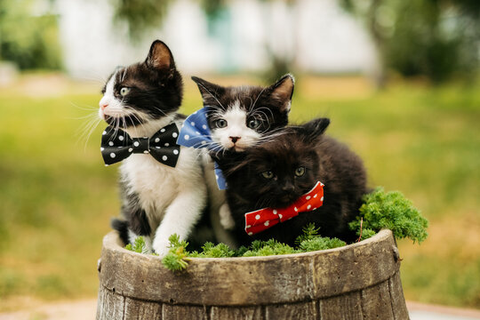 Three cute kittens wearing bow ties sitting in a wooden barrel outdoors.