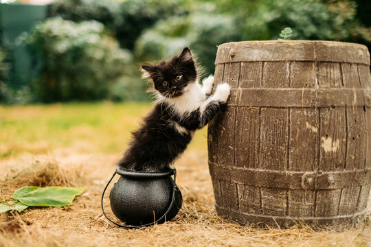 Cute black and white kitten sitting in a cauldron leaning on a wooden barrel outdoors for halloween concept.