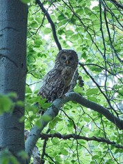 Puszczyk Uralski w Beskidzie Małym. Strix uralensis, Ural Owl © filozofgrecki
