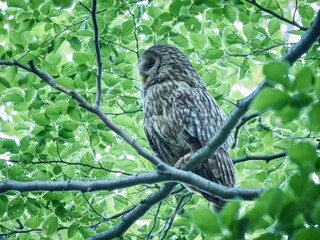 Puszczyk Uralski w Beskidzie Małym. Strix uralensis, Ural Owl © filozofgrecki
