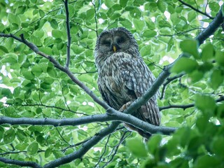 Puszczyk Uralski w Beskidzie Małym. Strix uralensis, Ural Owl © filozofgrecki