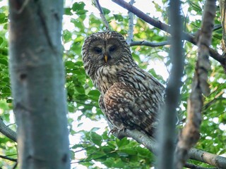 Puszczyk Uralski w Beskidzie Małym. Strix uralensis, Ural Owl © filozofgrecki